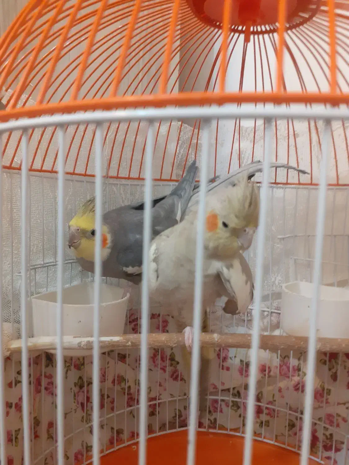 جفت عروس هلندی|پرنده|فردوس (خراسان), |دیوار