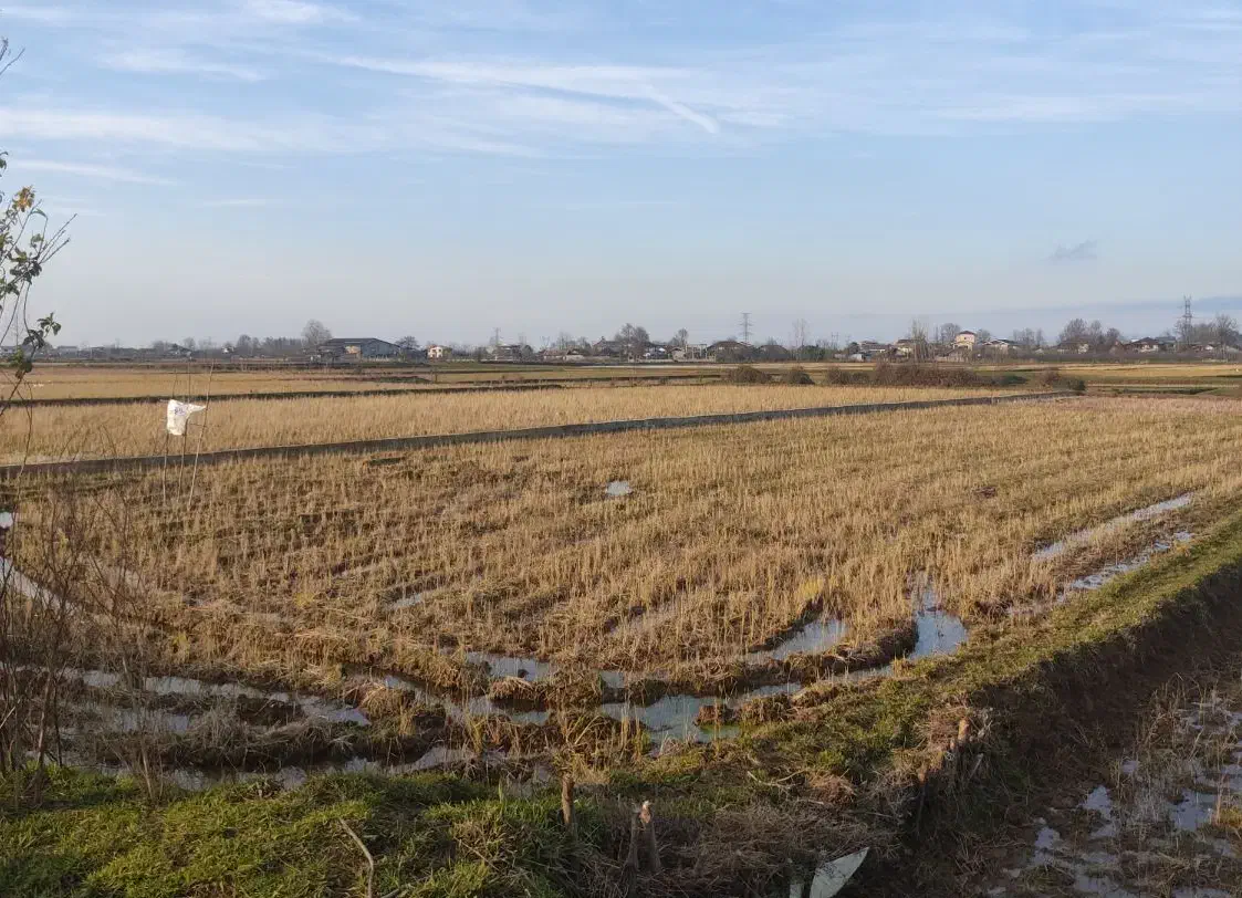 زمین مزروعی با سند مالکیت شش دانگ عرصه و اعیان|فروش زمین و ملک کلنگی|رودسر, |دیوار