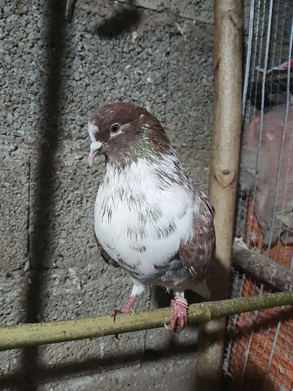 کفتر نر پرشی|پرنده|گوراب زرمیخ, |دیوار