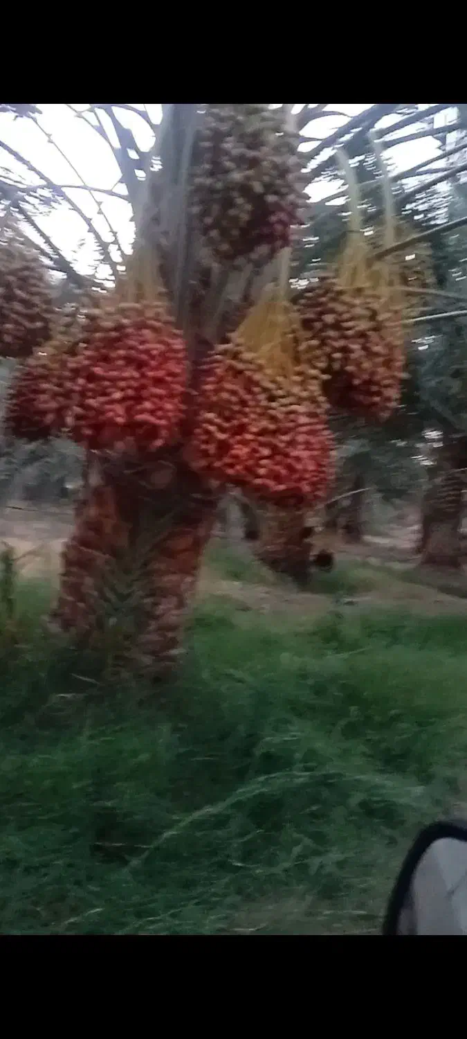 خرمای مضافتی وکلوته داخل سرد خانه ای|عمدهفروشی|عنبرآباد, |دیوار