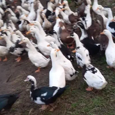 مرغ آبی ۳۵۰ تومان|حیوانات مزرعه|رودسر, |دیوار