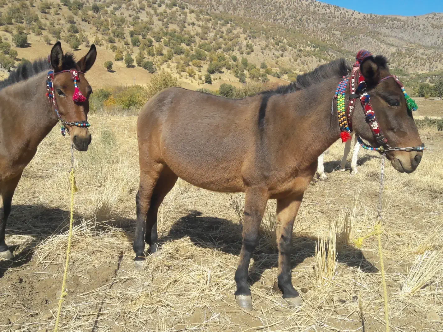 قاطر فروشی|حیوانات مزرعه|نمشیر, |دیوار