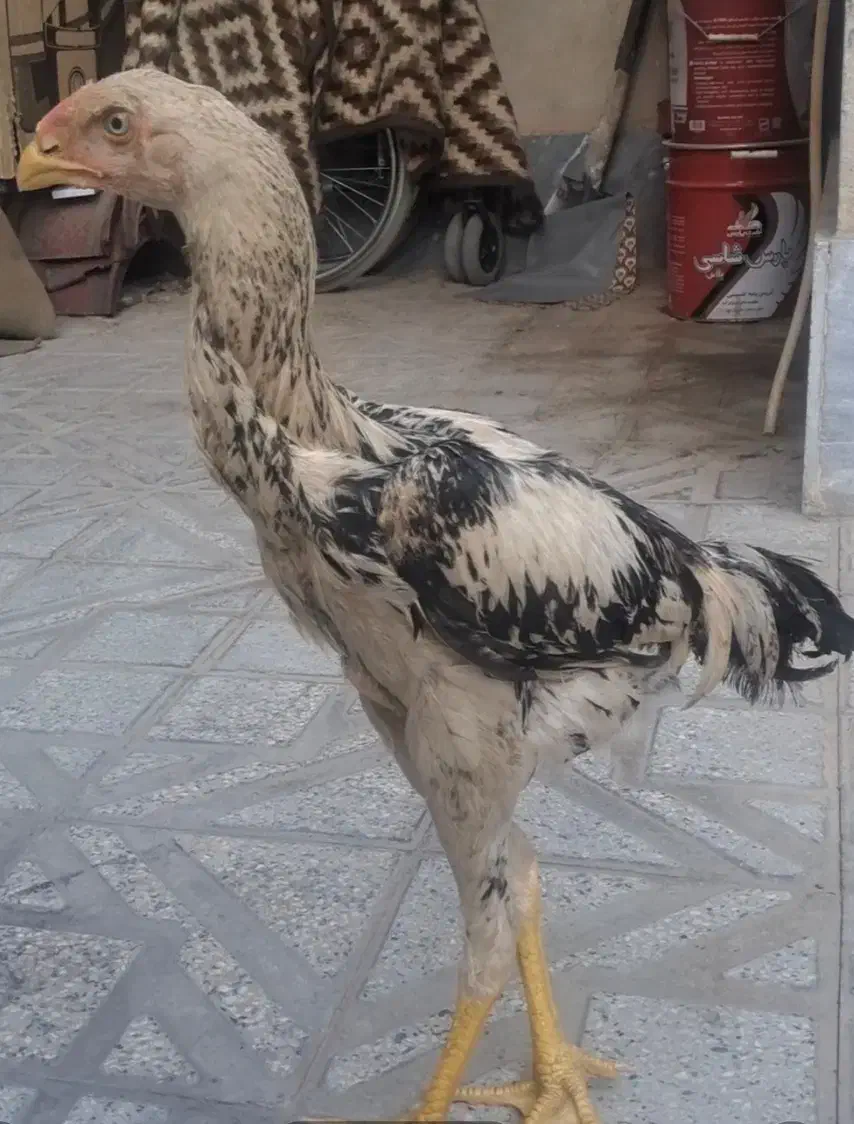 مرغ و خروس لاری|حیوانات مزرعه|رباطکریم, رباطکریم|دیوار