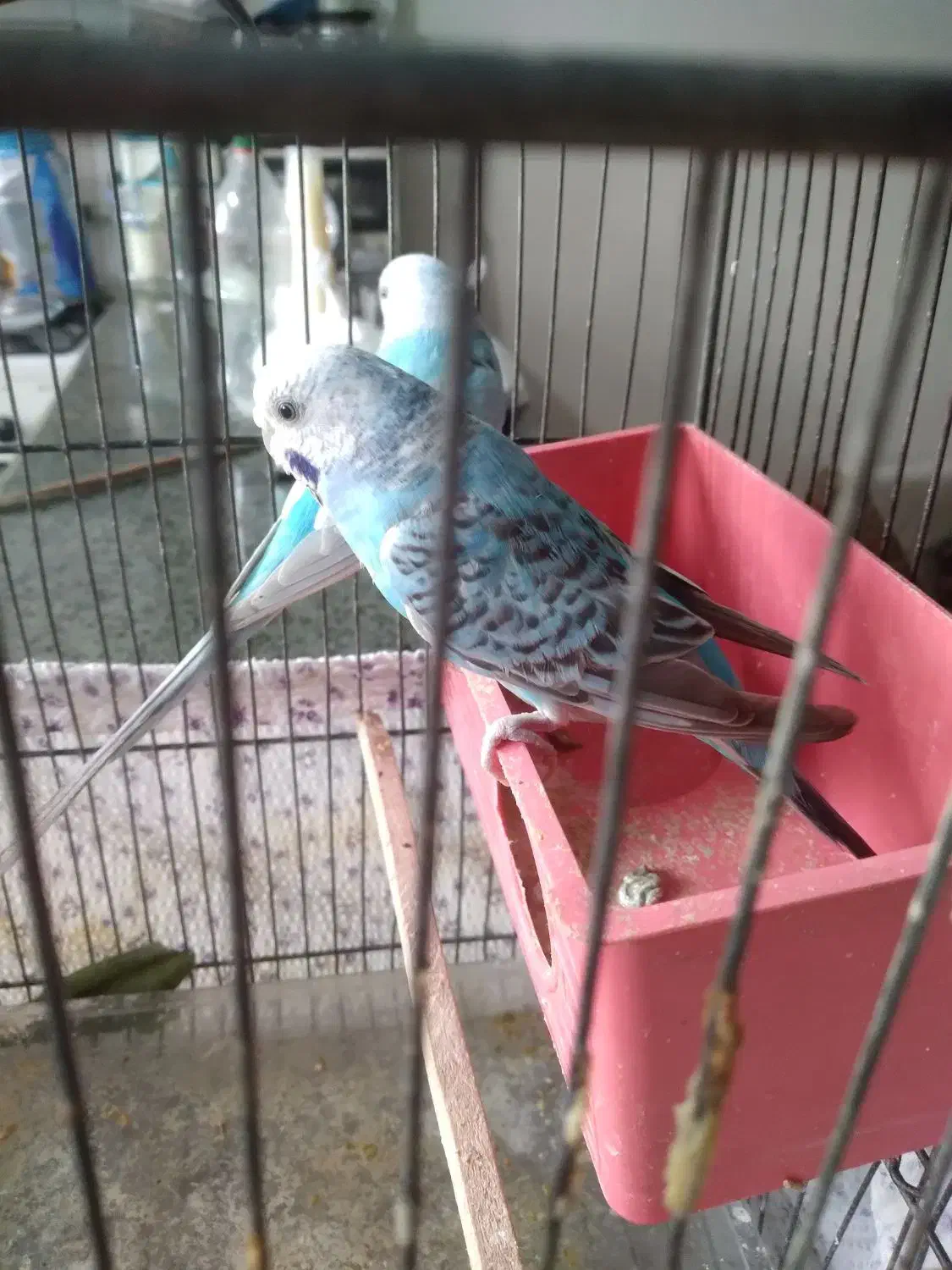 مرغ عشق جفت دوبارجوجه دادن|پرنده|تهران, اتابک|دیوار