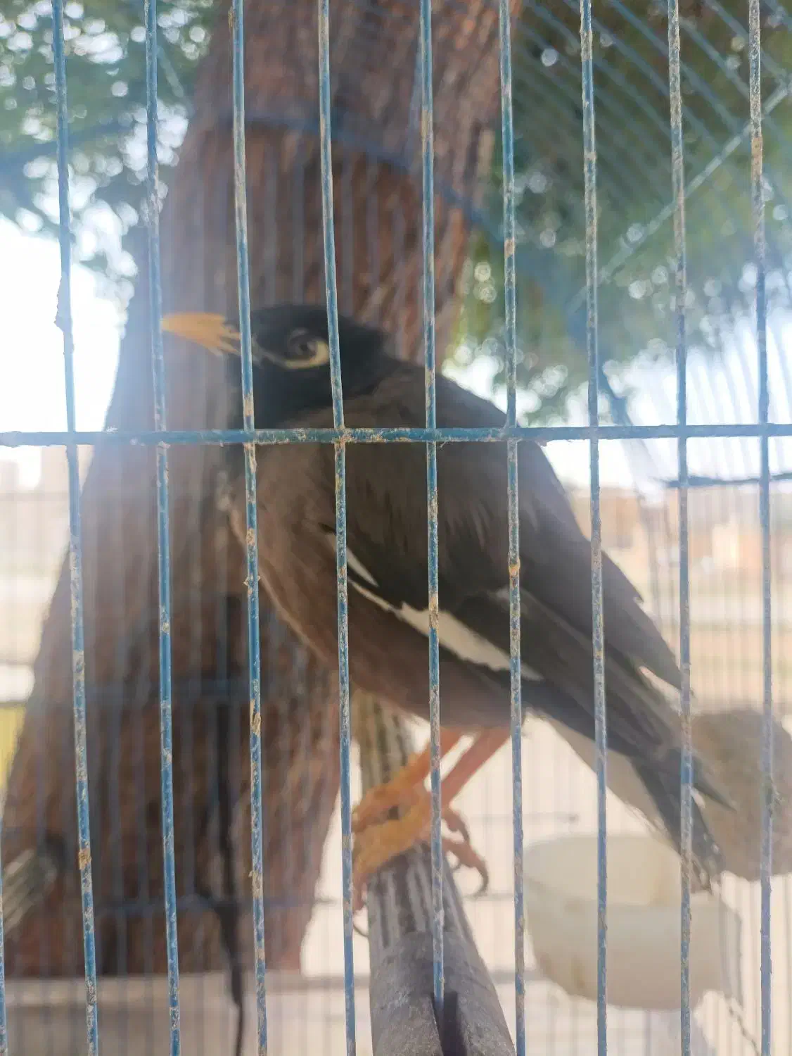 پرنده مینا|پرنده|اهواز, پردیس دو|دیوار