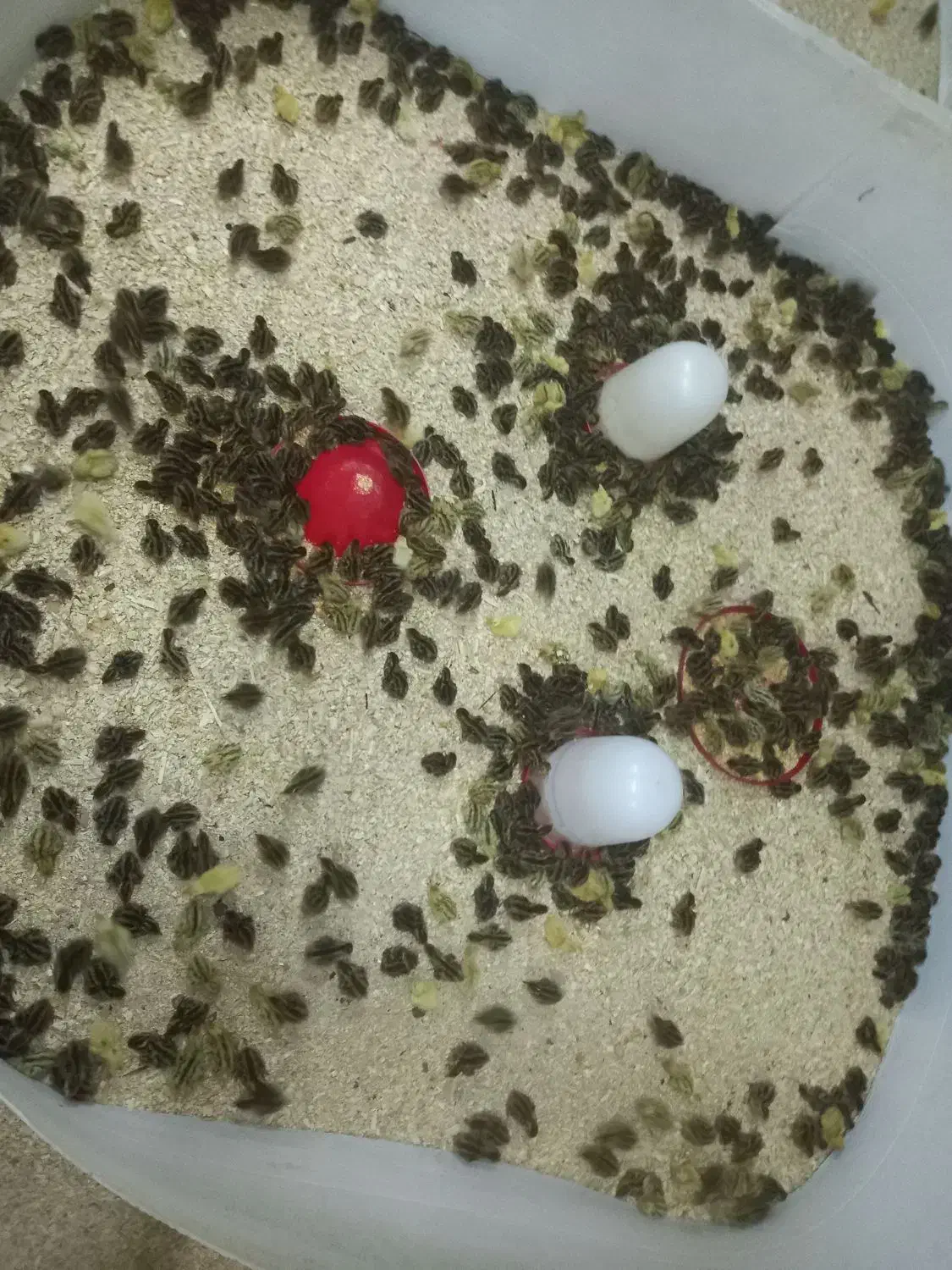 جوجه بلدرچین ۱۰ روزه از آب گل در امده|پرنده|شاهین‌شهر, گرگاب|دیوار