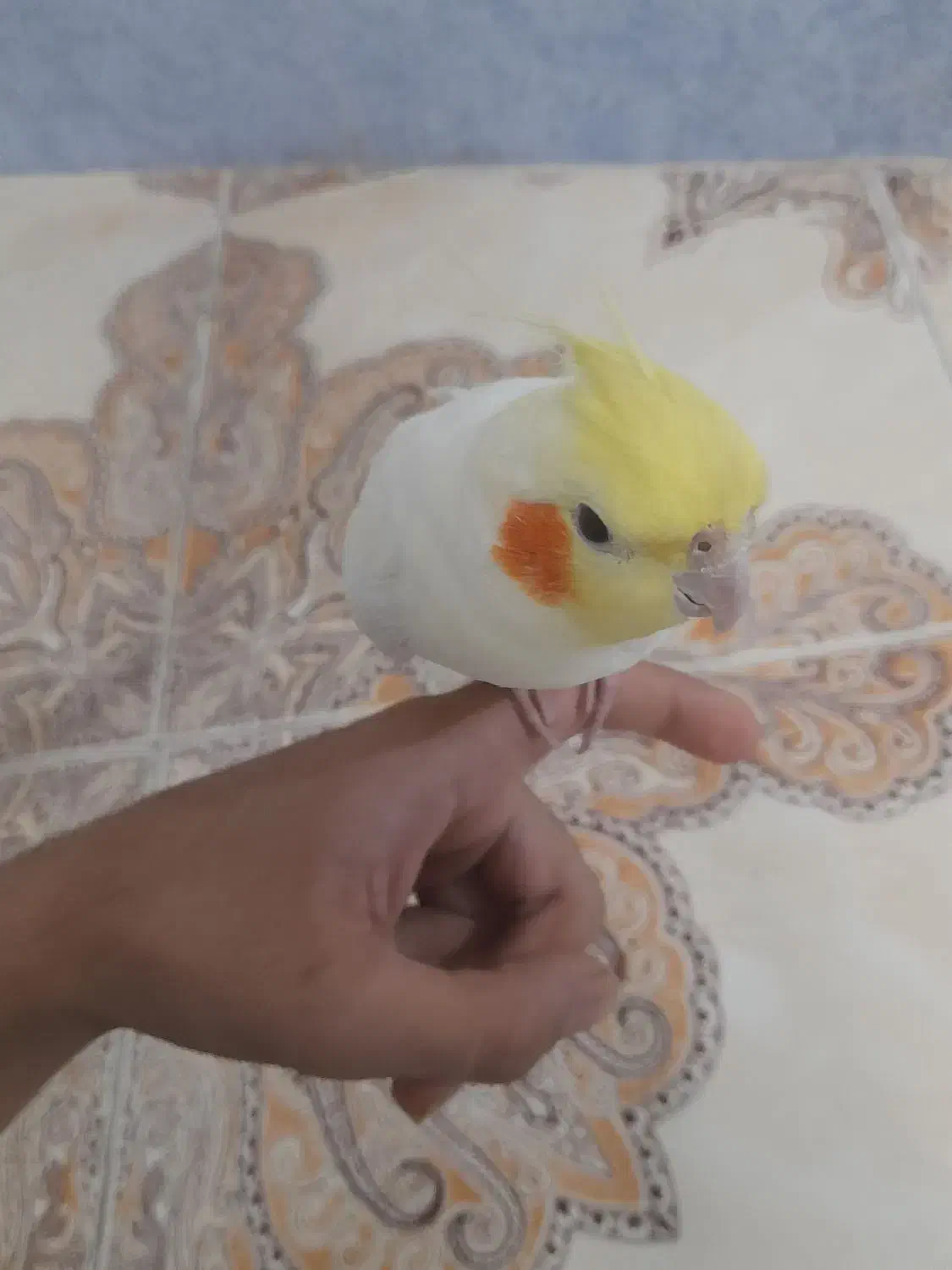 عروس هلندی نر دستی|پرنده|زاهدان, |دیوار