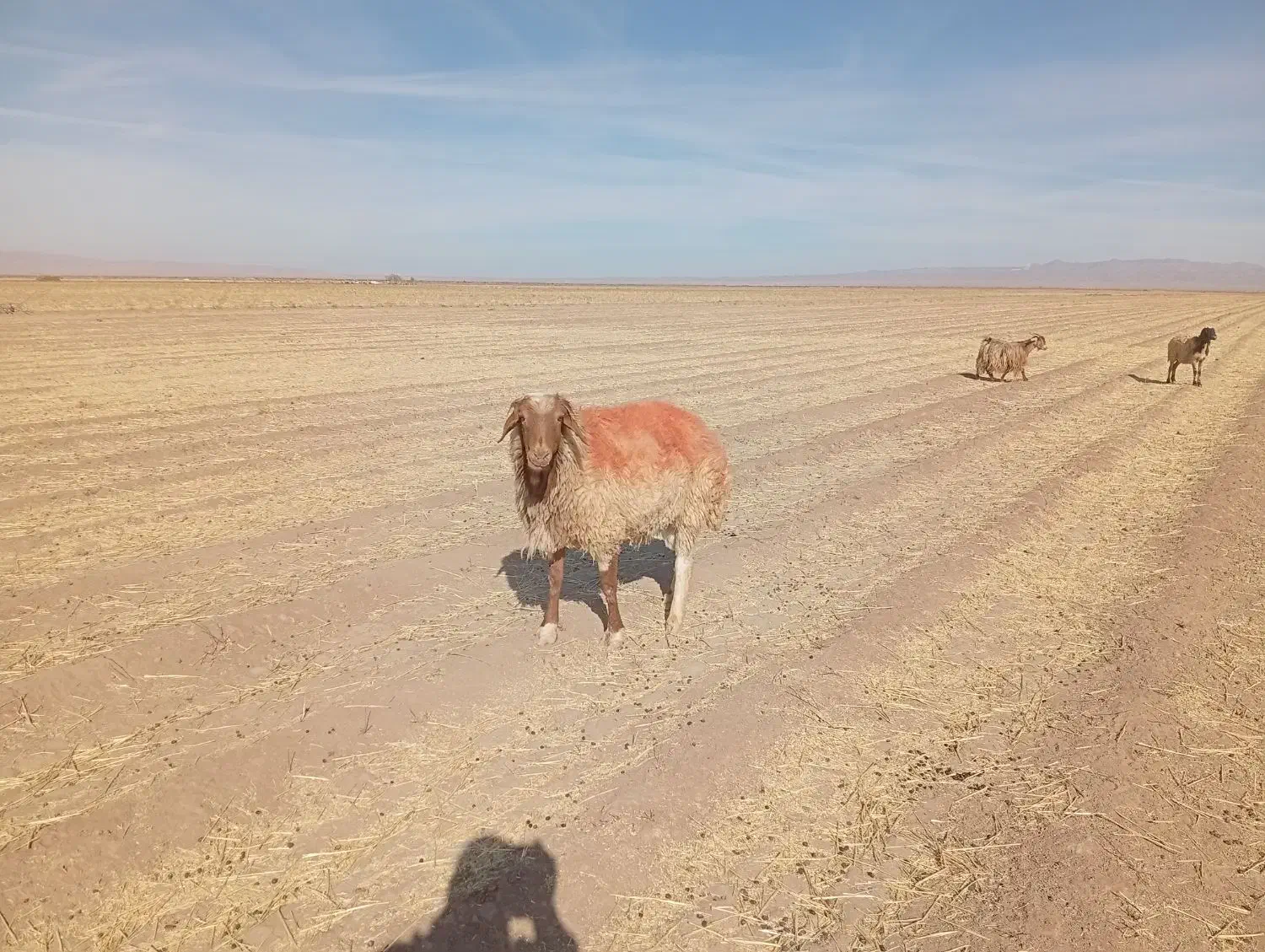 گوسفند|حیوانات مزرعه|نیمبلوک, |دیوار