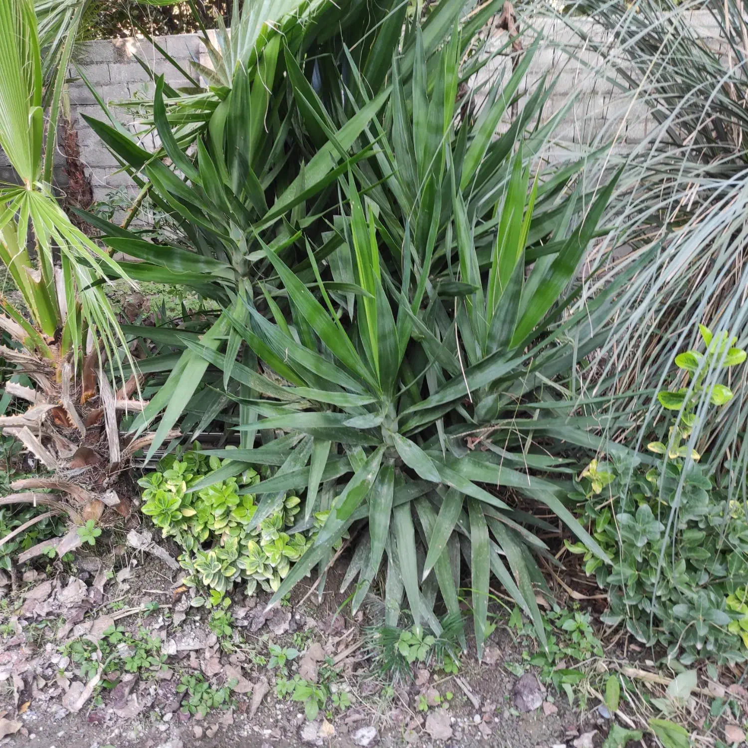 فروش و عرضه مستقیم پالم سیکاس و یوکا|خدمات باغبانی و درختکاری|نوشهر, |دیوار