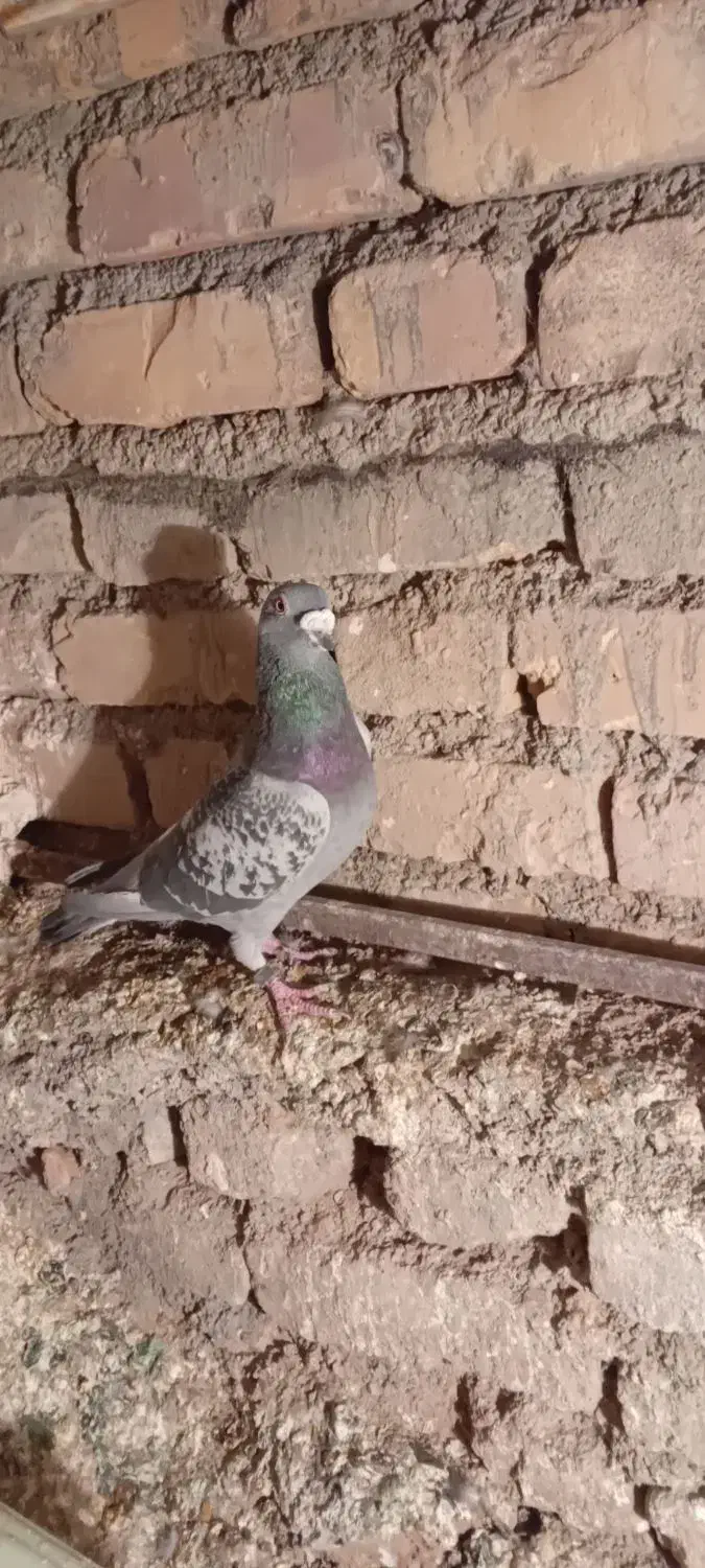 کفتر جفتگاه عالی|پرنده|فردوس (خراسان), |دیوار