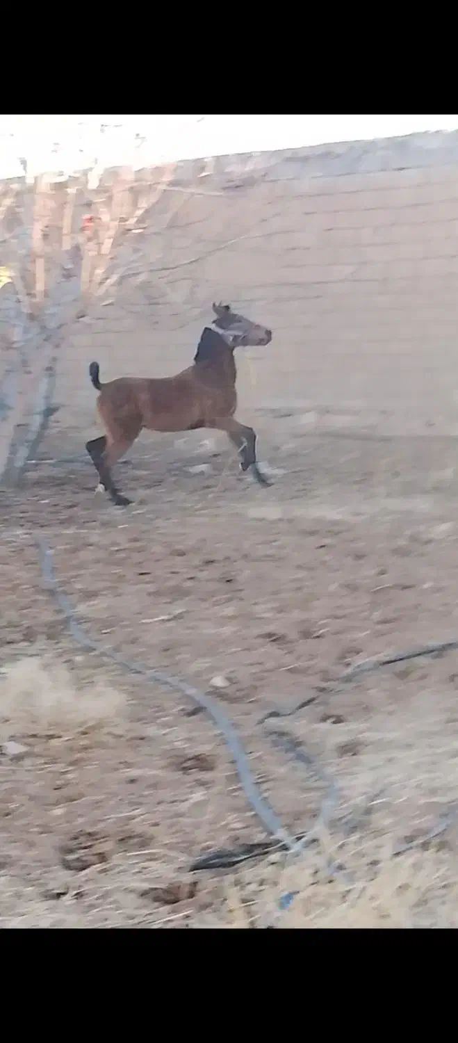 کره مادیان|اسب و تجهیزات اسب‌سواری|میاندوآب, |دیوار