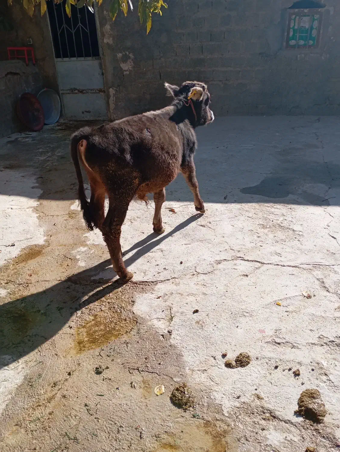 گوساله سالم وسر زنده|حیوانات مزرعه|بوکان, |دیوار