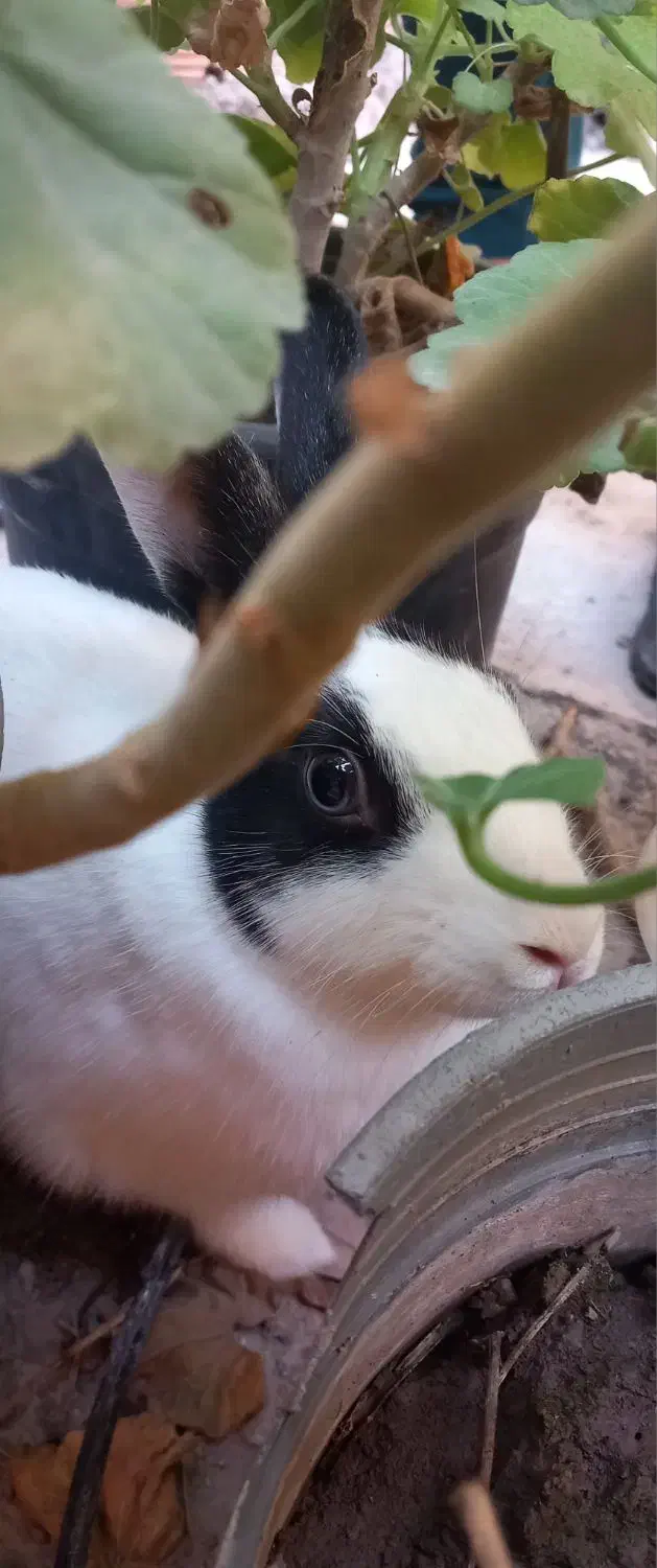 خرگوش|موش و خرگوش|قرق, |دیوار