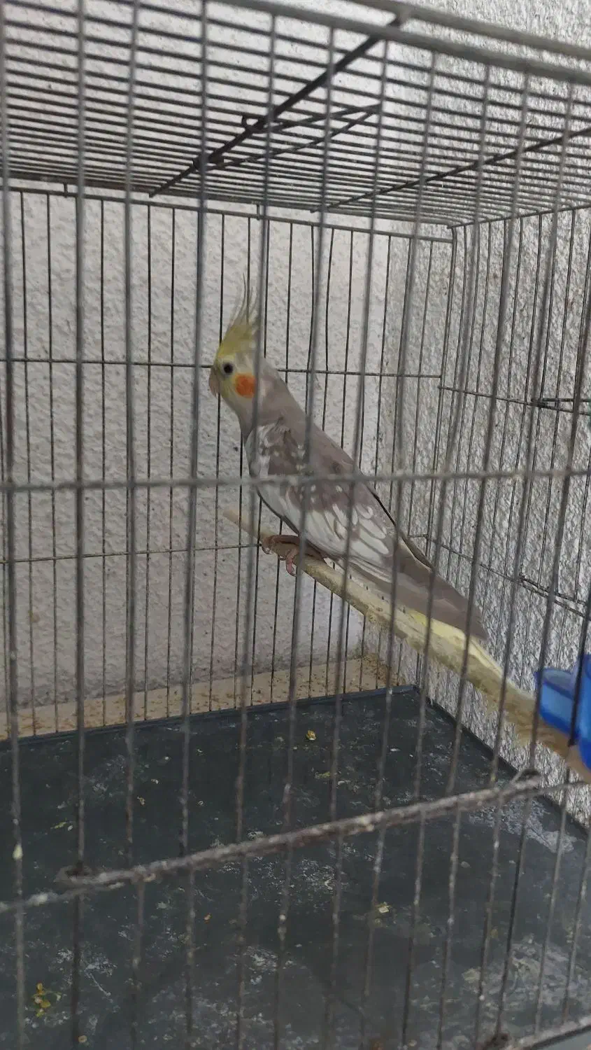 فروش جفت عروس بسیار آنتیک و کشیده|پرنده|رشت, اسماعیل آباد|دیوار