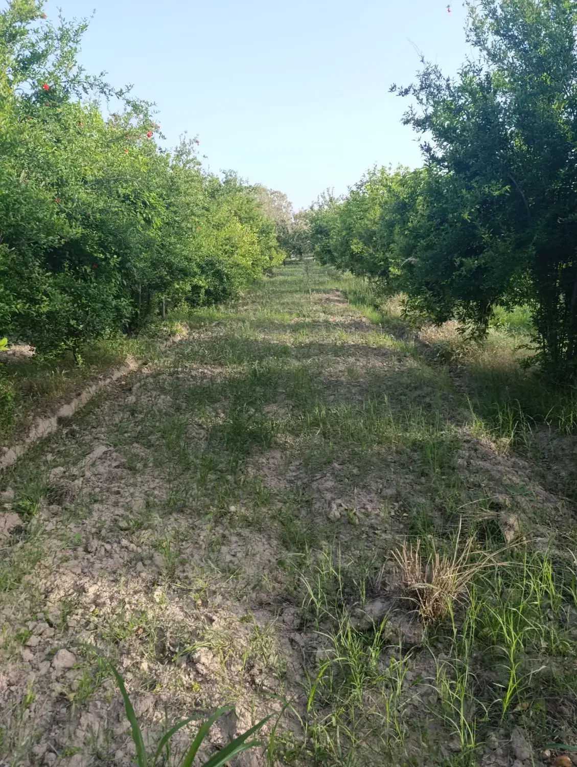 سمپاشی مزارع شلتوک یونجه و باغات میوه|خدمات باغبانی و درختکاری|گتوند, |دیوار
