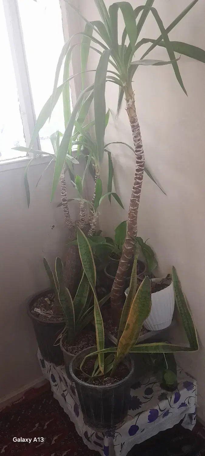 یوکا بزرگ قیمت مناسب ۳۰۰ تومن|گل و گیاه طبیعی|بیرجند, |دیوار