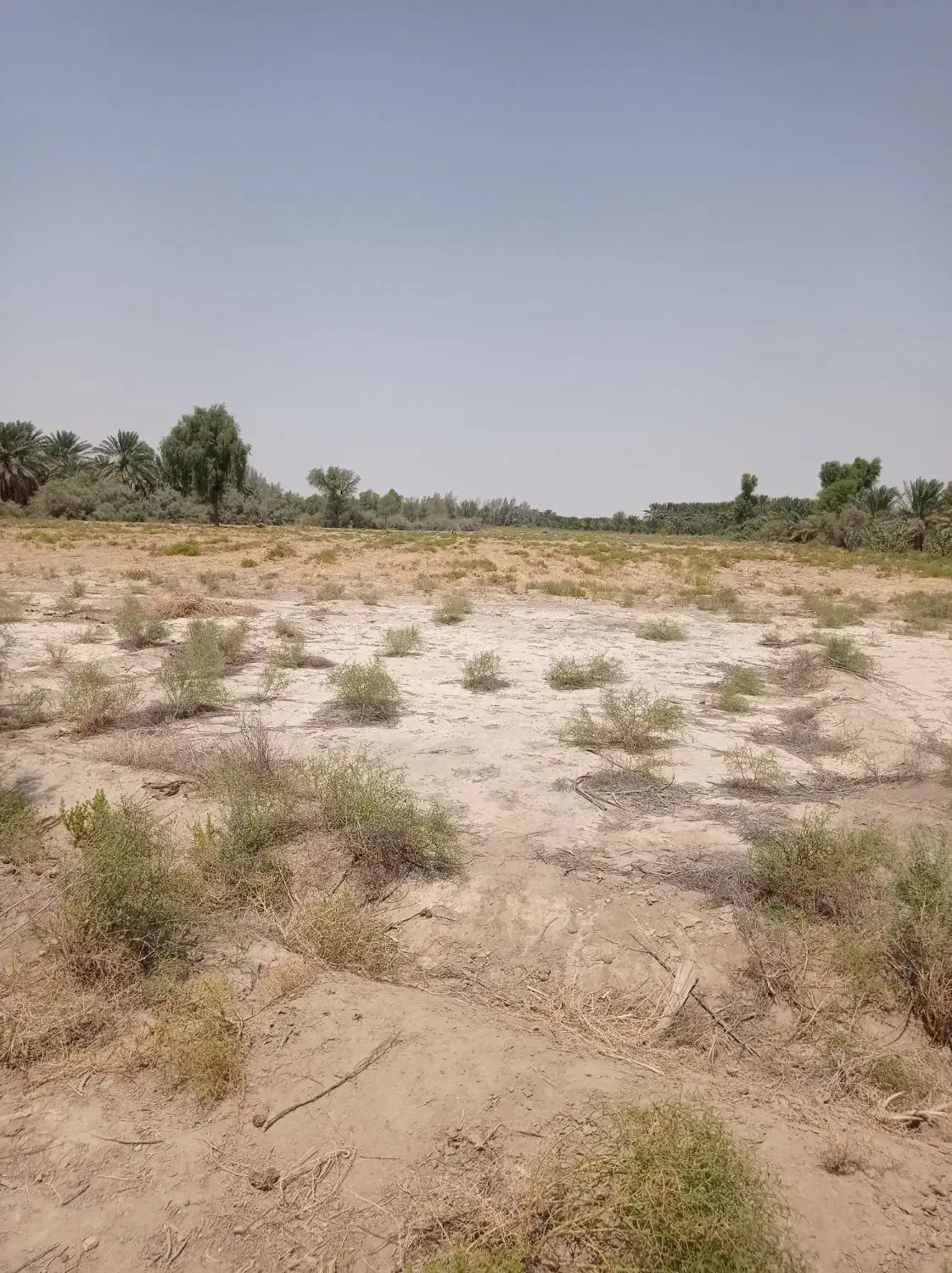 یک دونگ آب و۳هکتارزمین کشاورزی ۵سالع اجاره داده م|اجارهٔ دفتر صنعتی، کشاورزی، تجاری|قلعه گنج, |دیوار