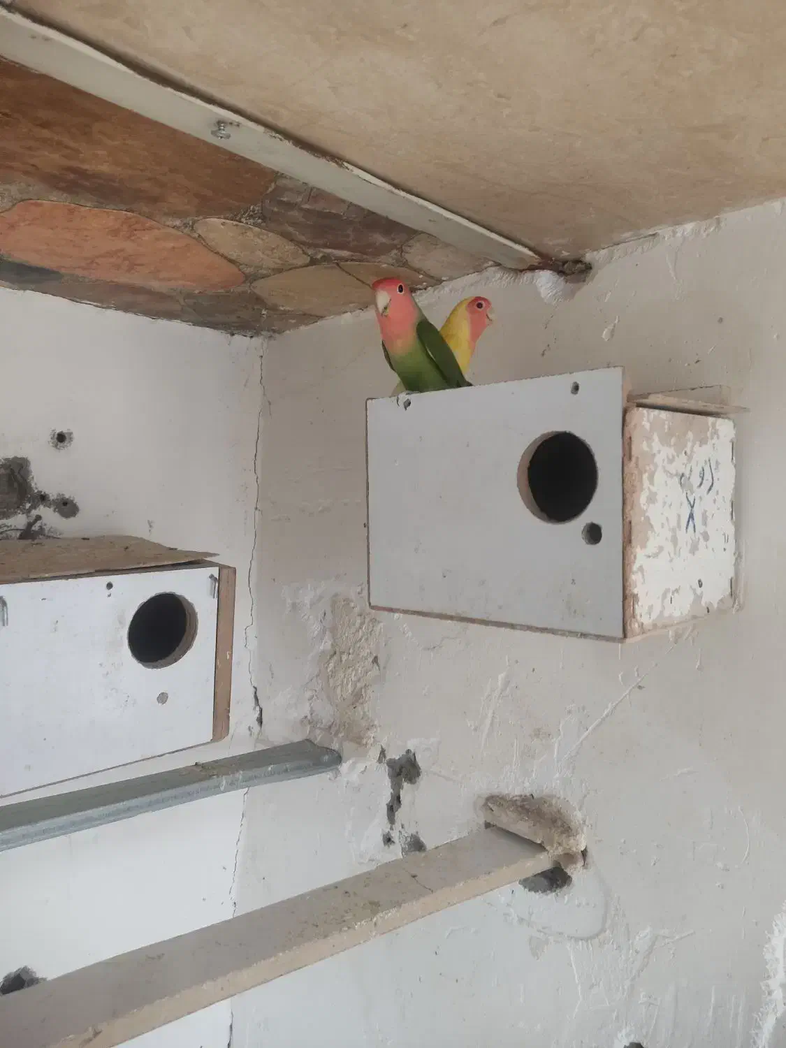 طوطی کتوله|پرنده|سیرجان, |دیوار