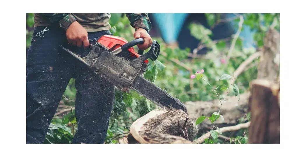 قطع انواع درختان باغی و غیر باغی|خدمات باغبانی و درختکاری|نیشابور, هفده شهریور|دیوار