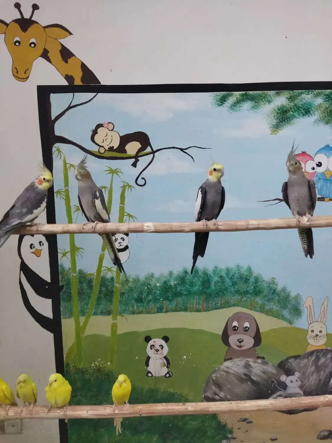 عروس هلندی زیبا|پرنده|مبارکه, |دیوار