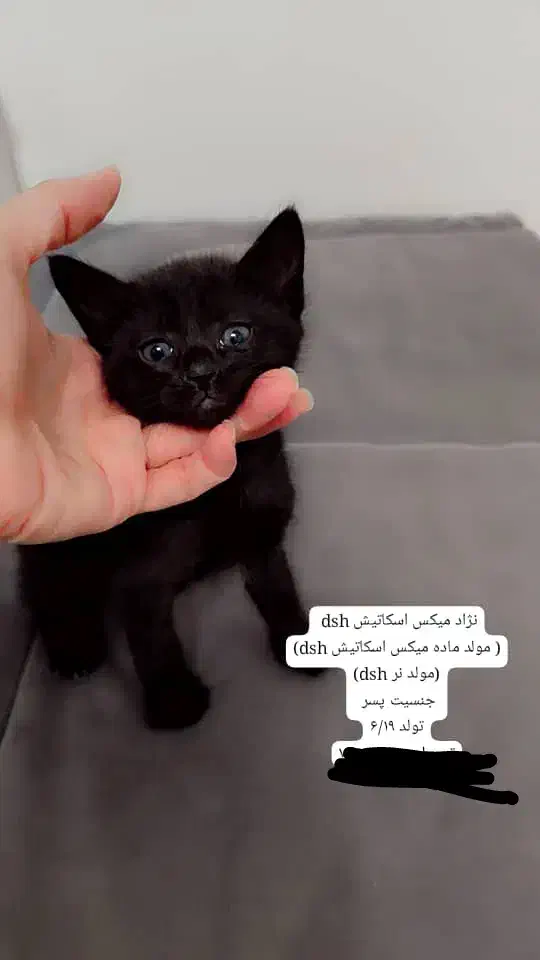 گربه|گربه|اسلامشهر, شهرک فرهنگیان|دیوار