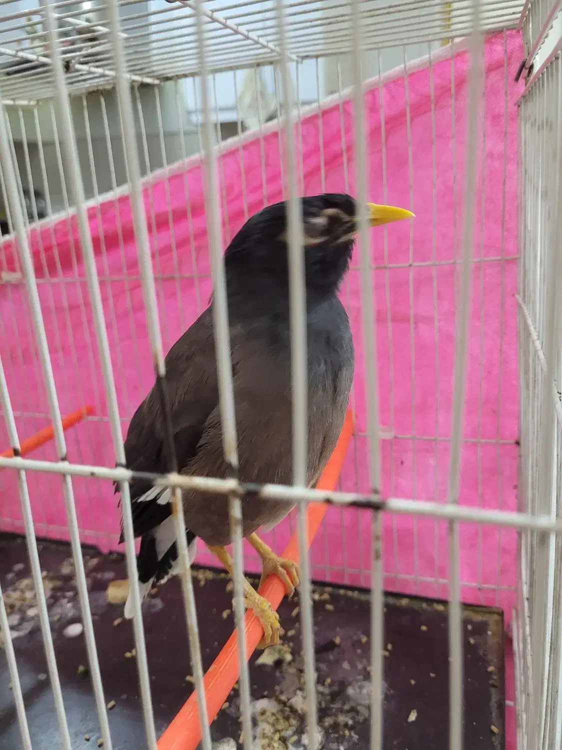 مرغ مینا|پرنده|گلبهار, شهر جدید گلبهار|دیوار