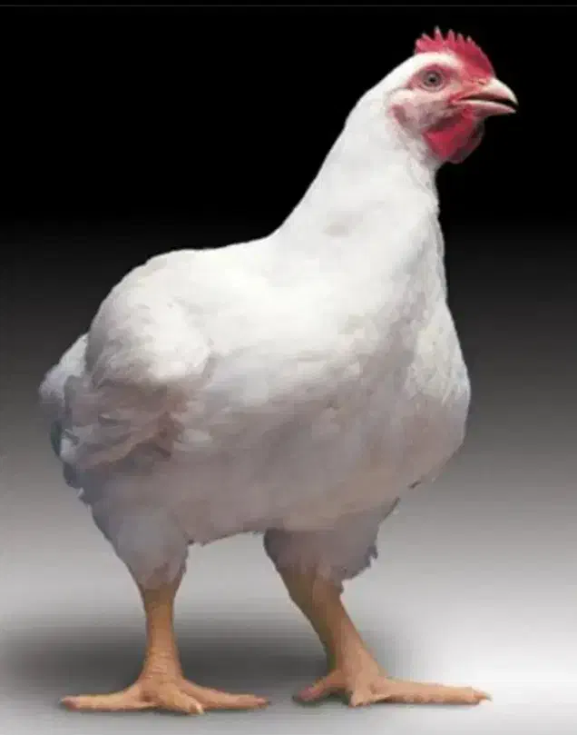 مرغ زنده ۱۱۸|حیوانات مزرعه|کوهدشت, |دیوار