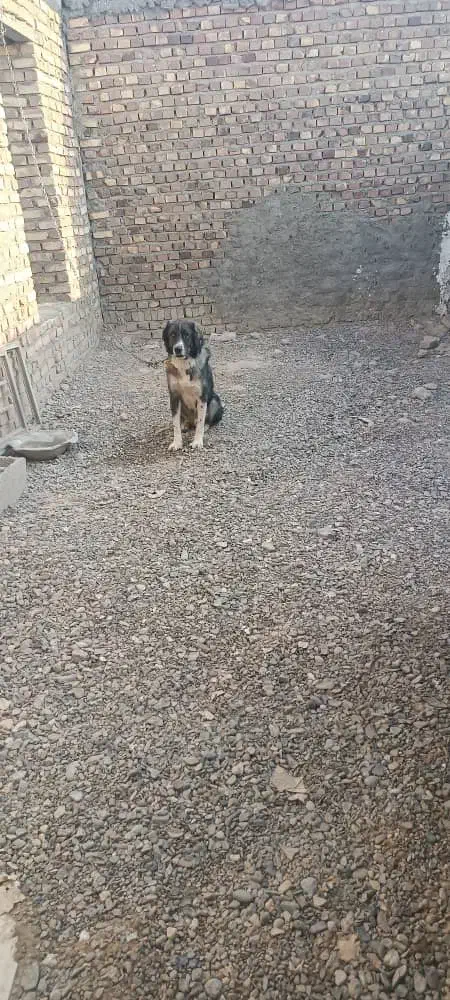 سگ نگهبان جنسیت نر|سگ|زابل, |دیوار