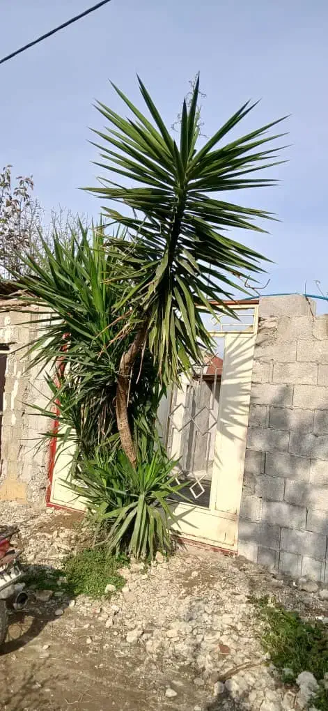 یوکا . سه میلیون تومان|گل و گیاه طبیعی|گوراب زرمیخ, |دیوار