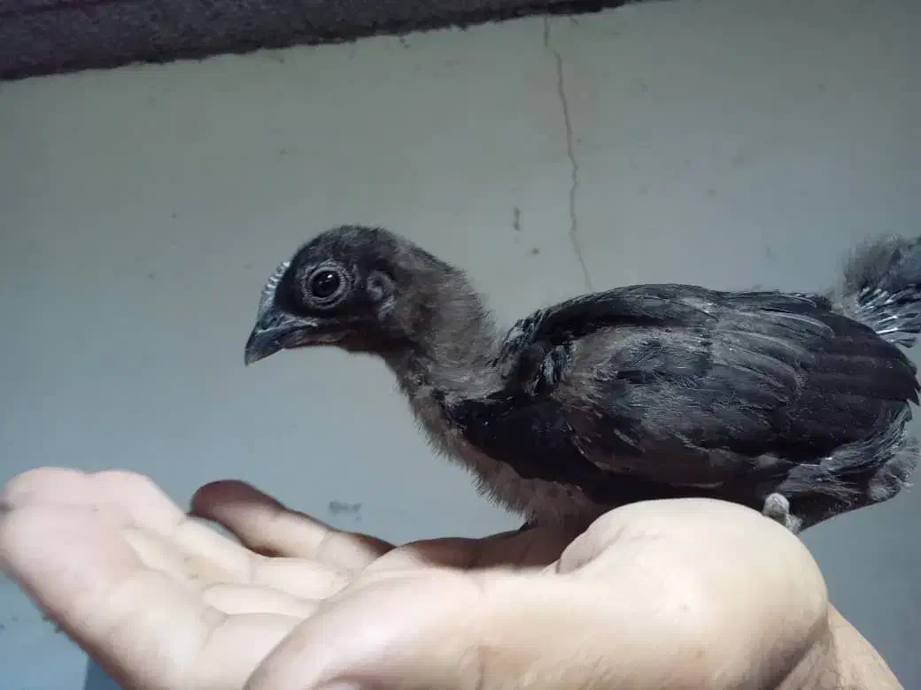 جوجه آیام سمانی|حیوانات مزرعه|رضوانشهر, |دیوار