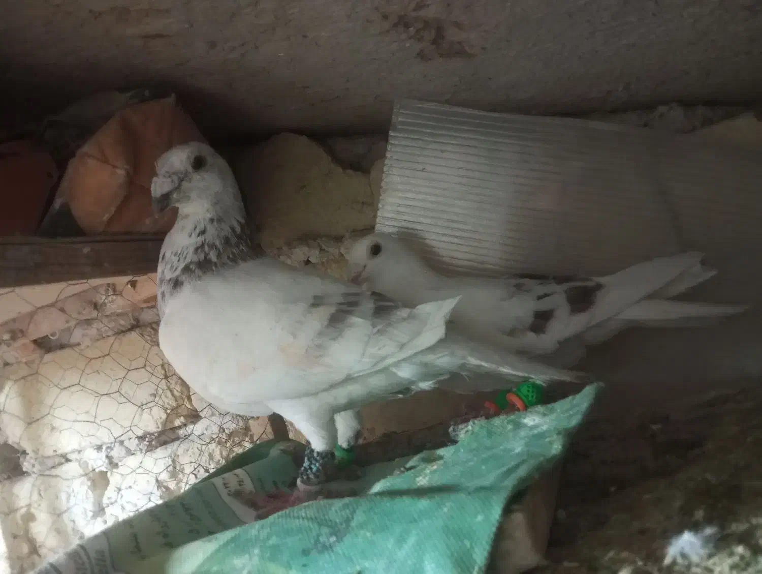 ساراغون نروماده|پرنده|مشهد, رده|دیوار