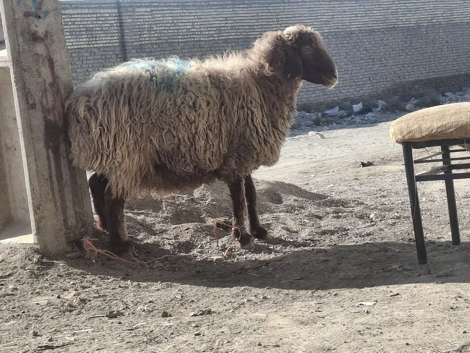 گوسفند زنده جهت مصارف خانگی ارسالی|حیوانات مزرعه|مشهد, نوید|دیوار