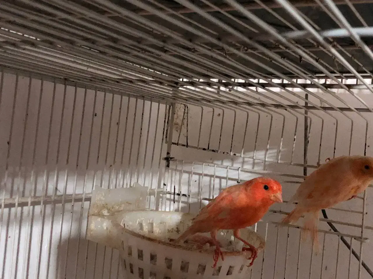 قناری رد فاکتور مولد رو تخم و جوجه|پرنده|گرگان, |دیوار