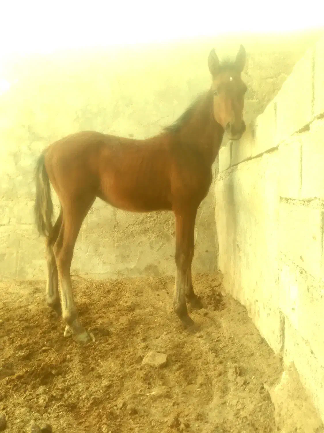 یک عددنریون فروشی|اسب و تجهیزات اسبسواری|رامهرمز, |دیوار