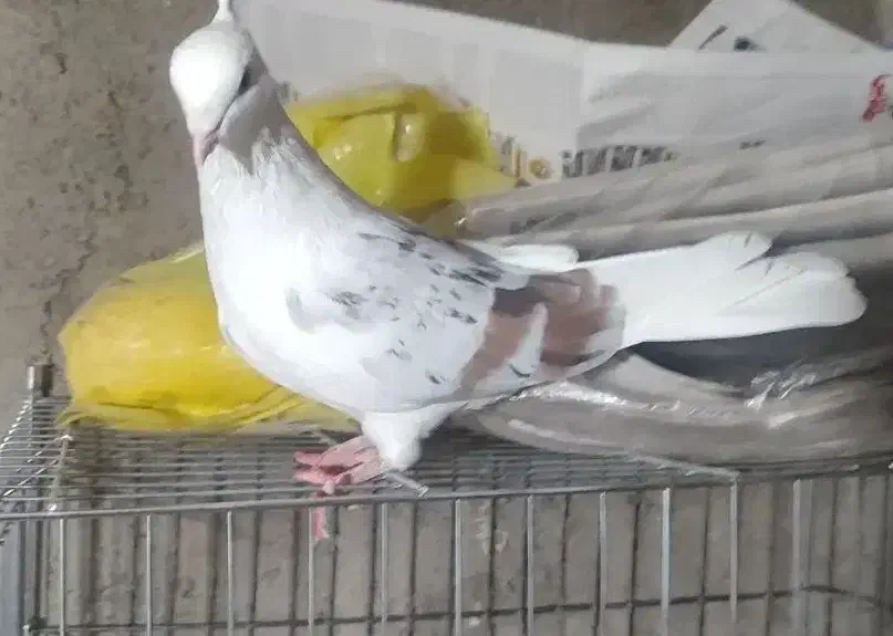 کبوتر خوشونه|پرنده|دره شهر, |دیوار