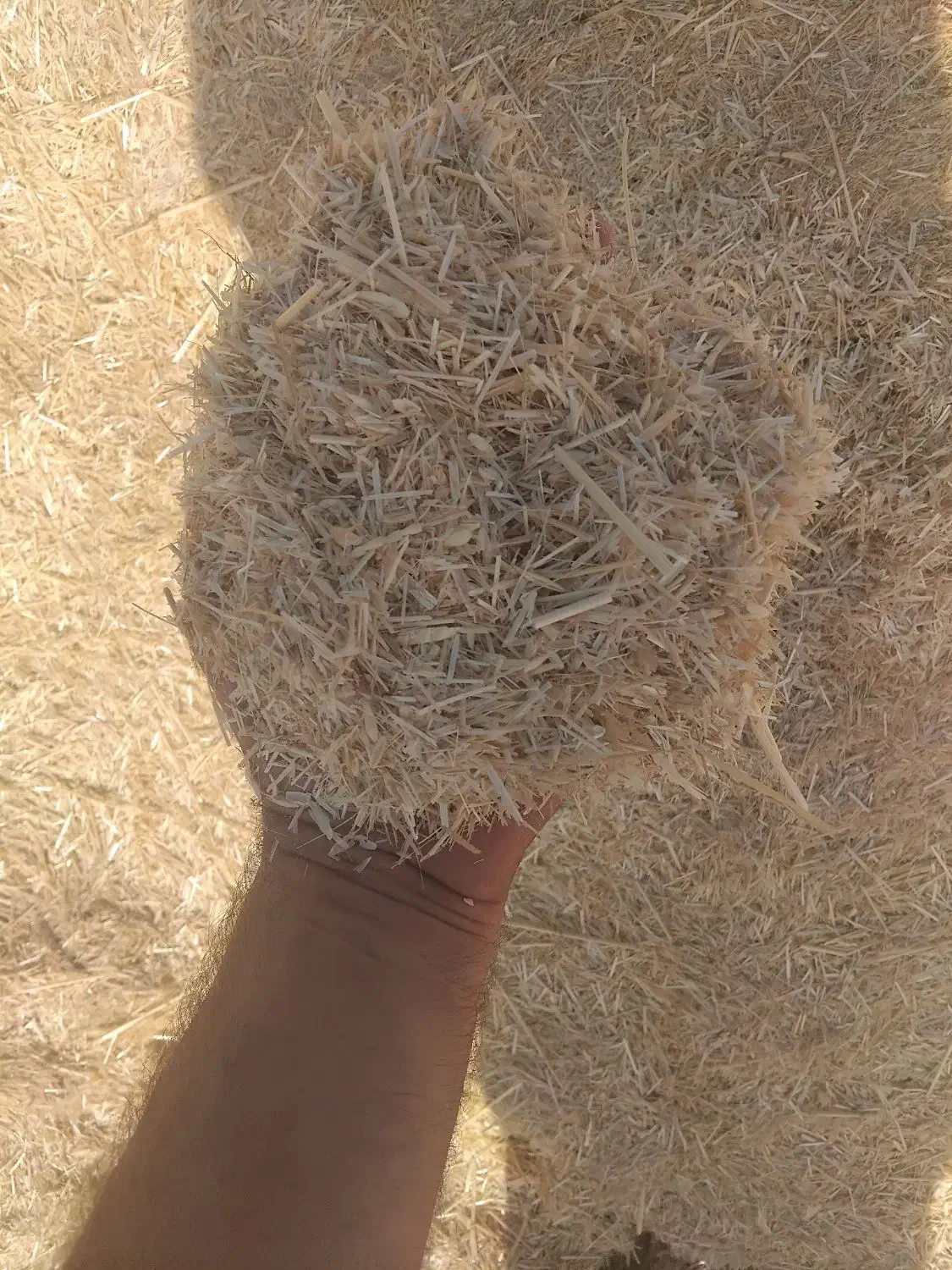 کاه خورد و سفید دیم گوسفندی|لوازم جانبی حیوانات|اندیمشک, |دیوار