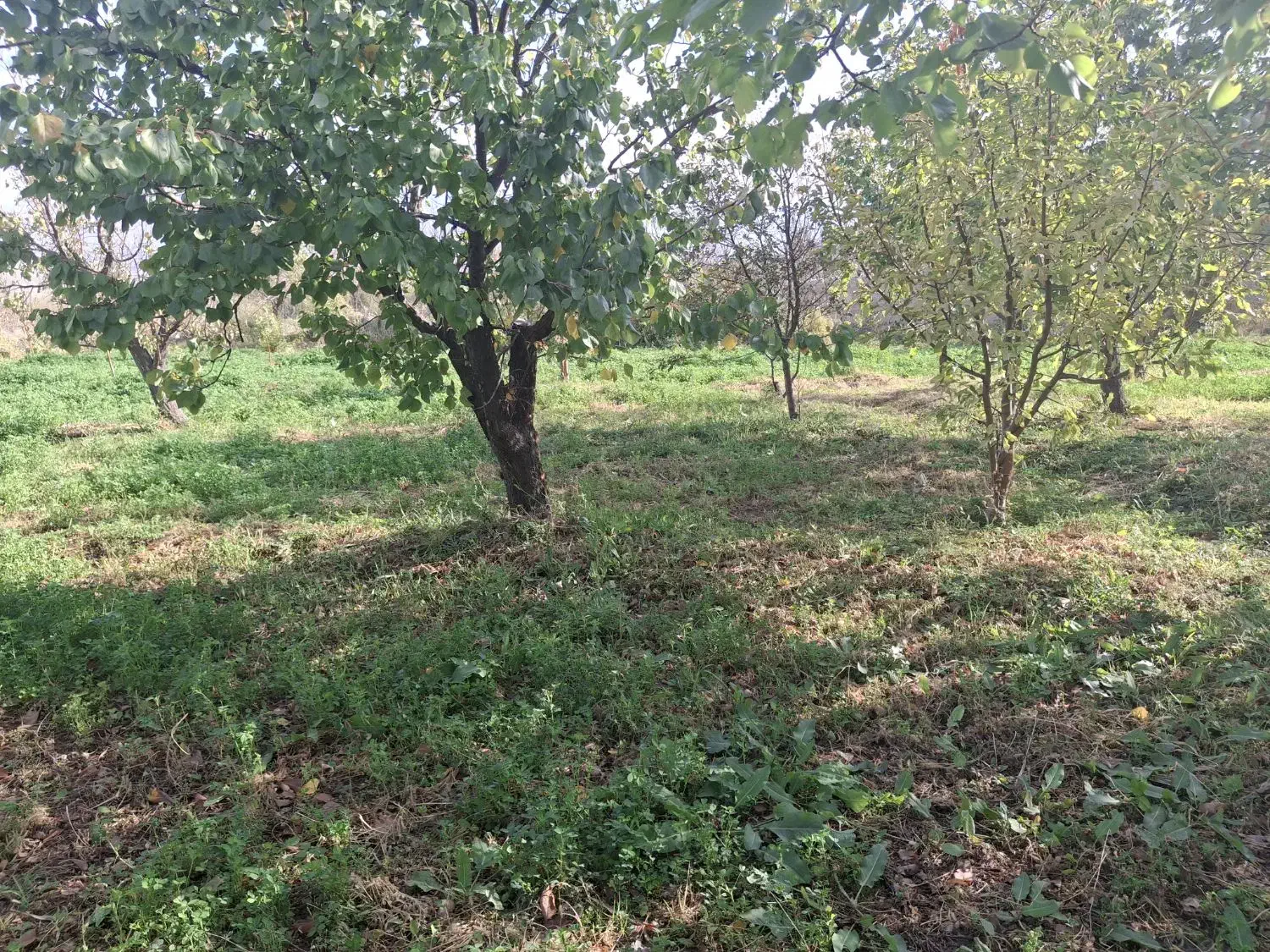 باغ در کنار رود ارس روستای  مارازاد|فروش زمین و ملک کلنگی|جلفا, |دیوار