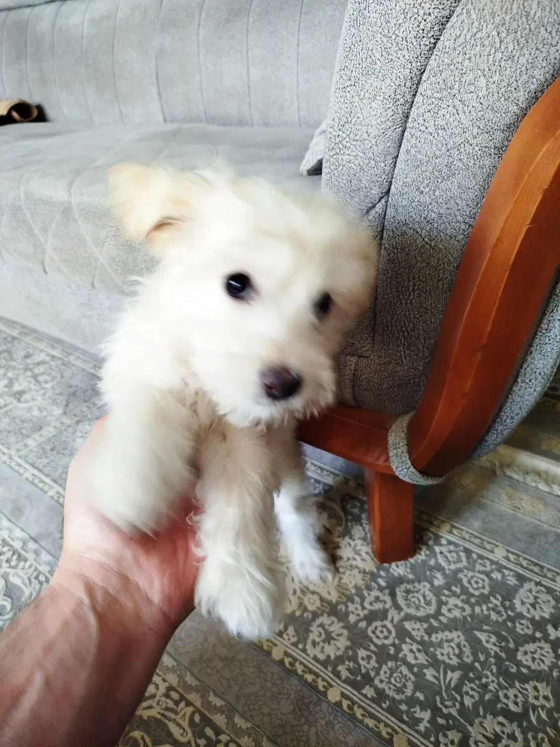 واگذاری توله تریر4ماهه|سگ|بومهن, |دیوار