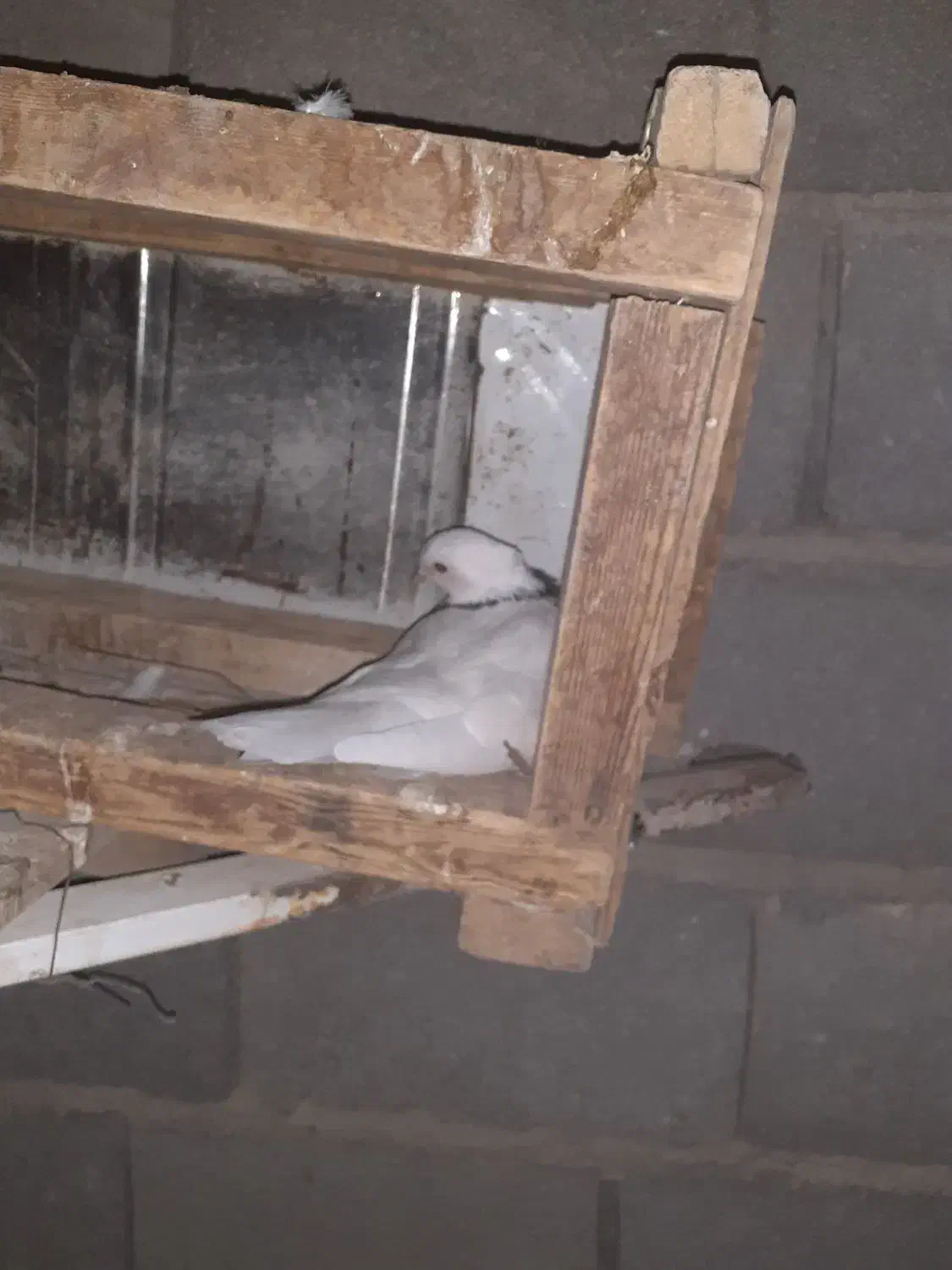 کبوترها|پرنده|طبس, |دیوار