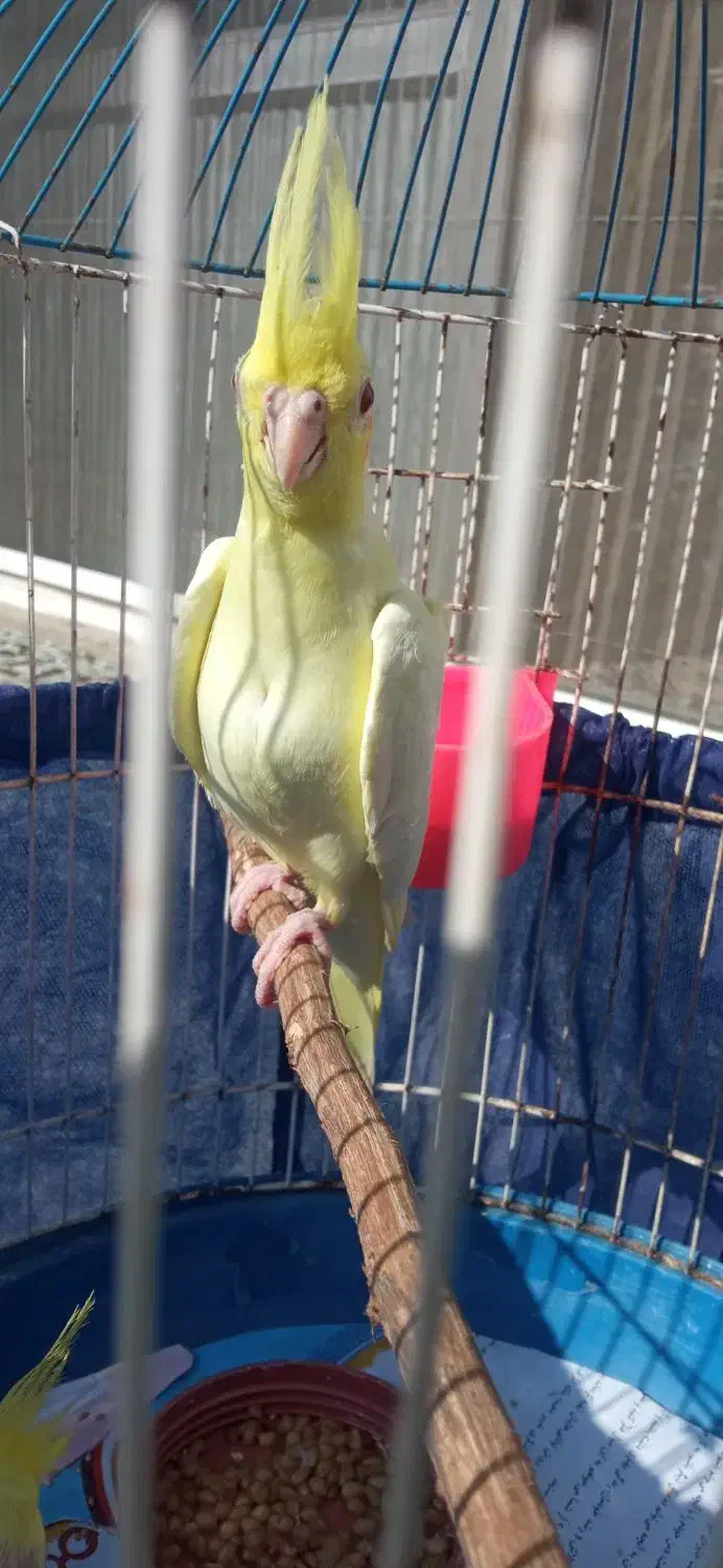 عروس هلندی لوتینو ۴۵ روزه|پرنده|رشت, حومه رشت|دیوار