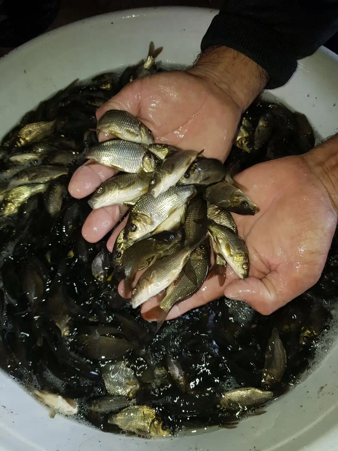 تولید و توزیع بچه ماهی کپور و بچه ماهی قزل الا.|ماهی|زاهدان, |دیوار