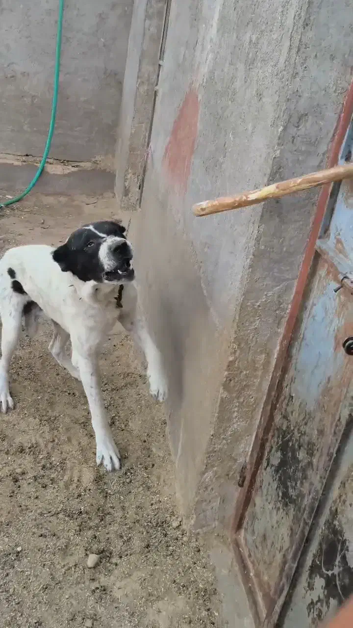 سگ.|سگ|قم, پردیسان|دیوار