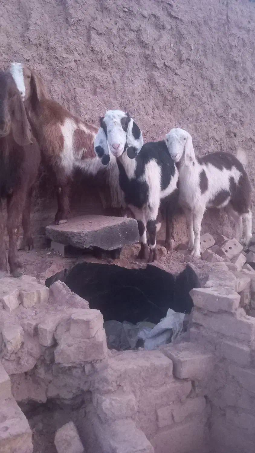 بزغاله ماده|حیوانات مزرعه|تربت جام, جامرود|دیوار