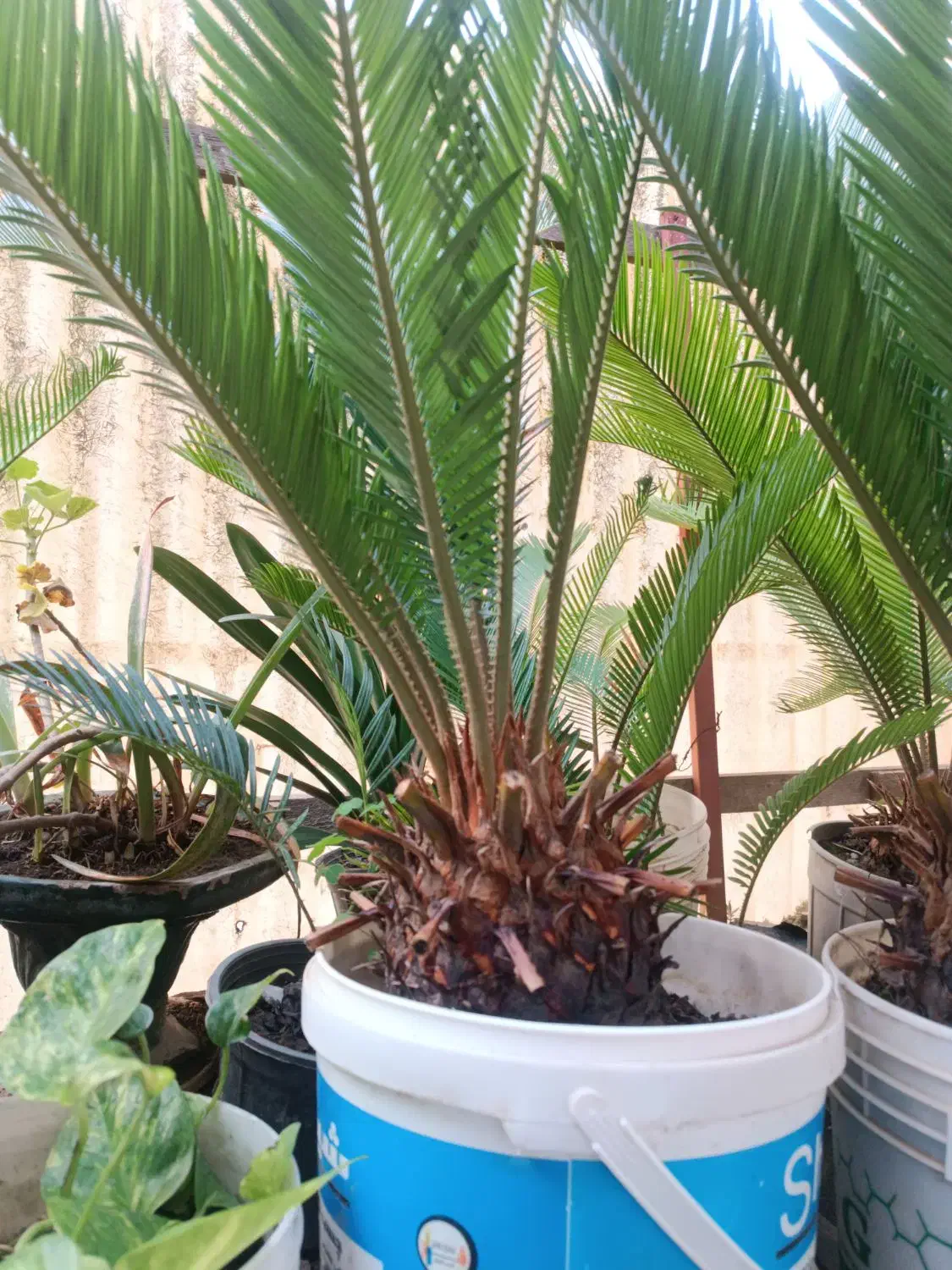 سیکاس|گل و گیاه طبیعی|رشت, یخسازی|دیوار