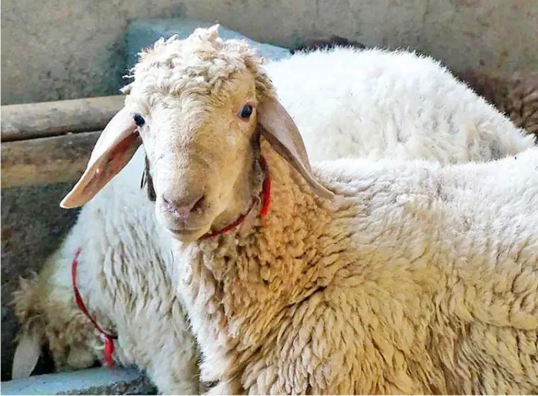 فروش گوسفند ( بره) کشتاری (عمده و خرده)|حیوانات مزرعه|یزد, |دیوار