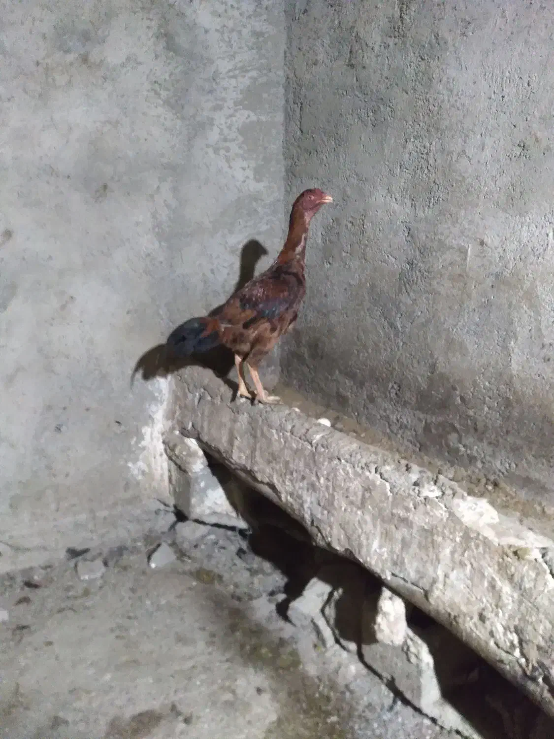 جوجه خروس لاری|حیوانات مزرعه|سقز, |دیوار