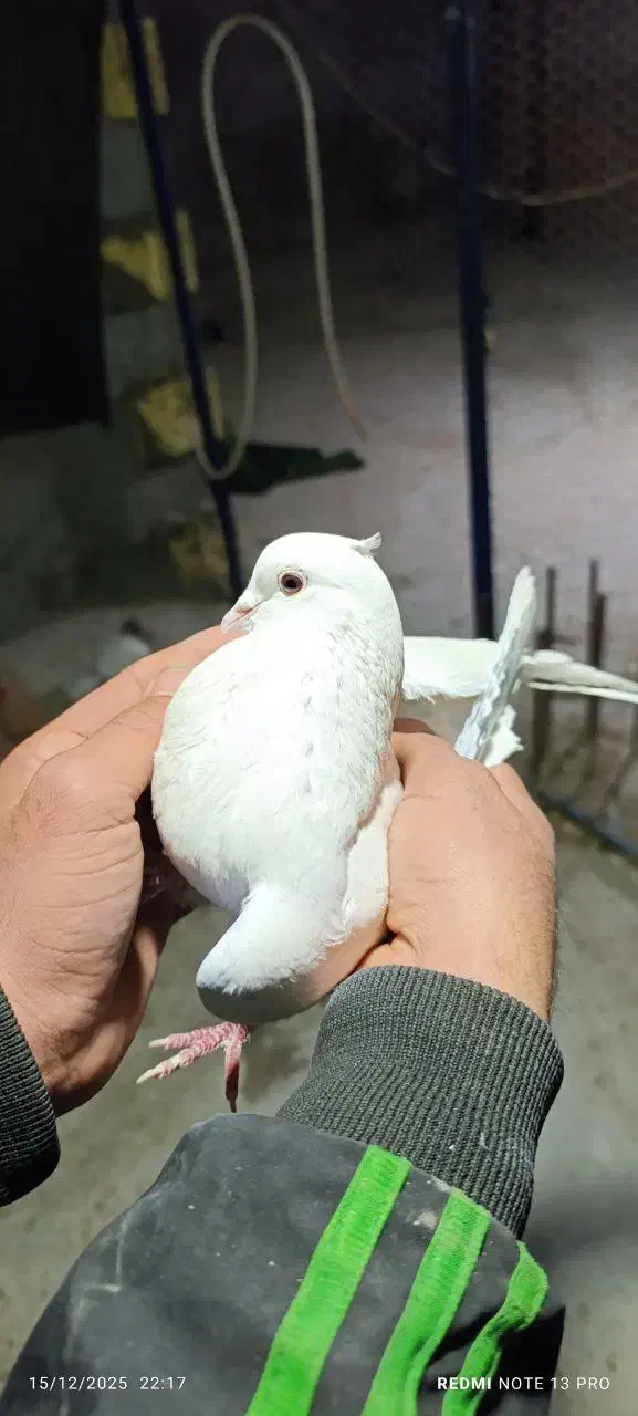 کبوتر نر سفید مهر پرشی پربازی|پرنده|خمینی‌شهر, |دیوار