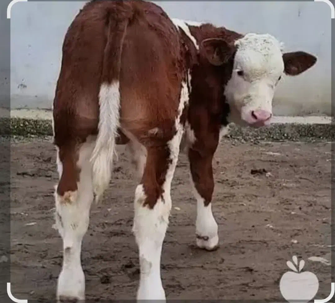 فروش انواع گوساله هایه پرواری و داشتی|حیوانات مزرعه|بندر ترکمن, |دیوار