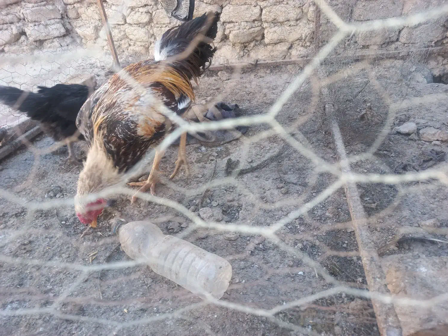 خروس لاری|حیوانات مزرعه|هامون, |دیوار