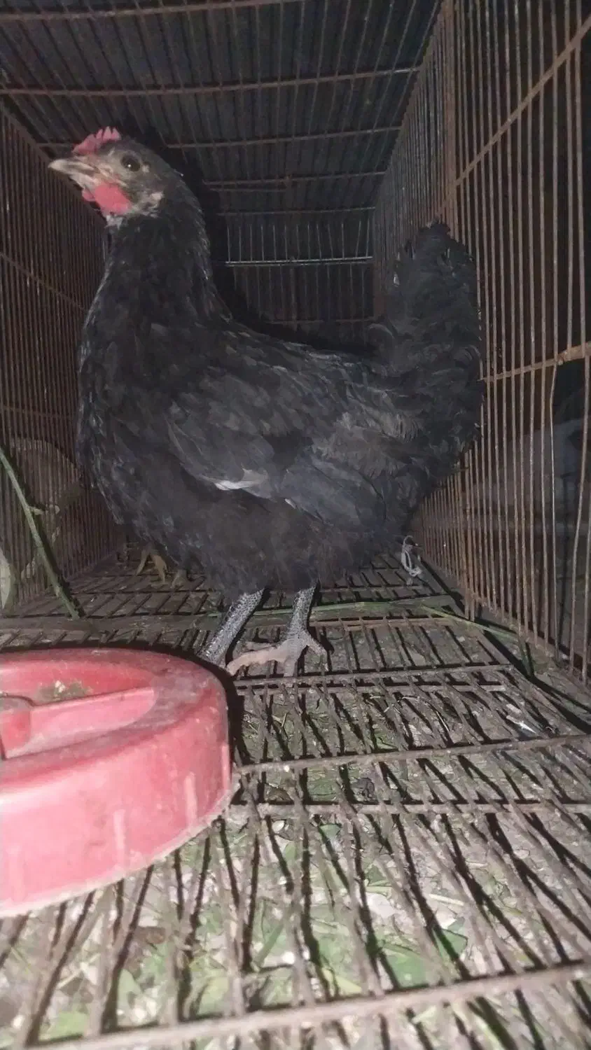 سه عدد جوجه مینیاتوری|حیوانات مزرعه|پارسآباد, |دیوار